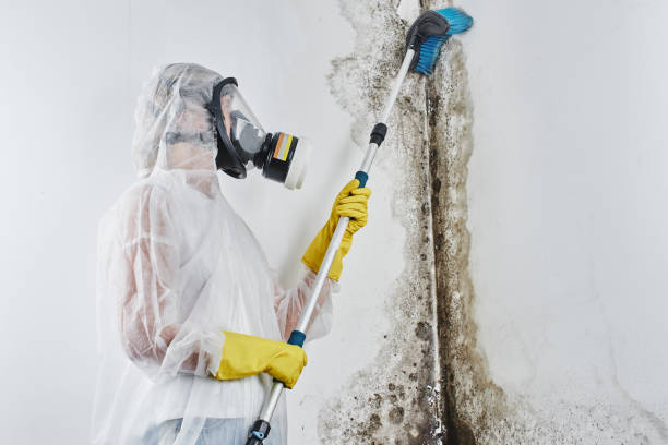 Best Water Damage & Mold Remediation  in Neillsville, WI