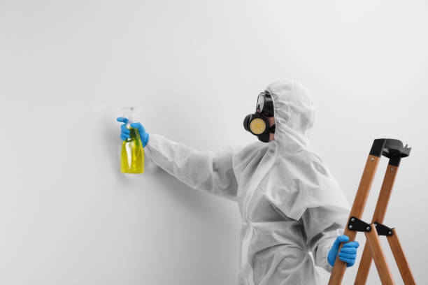 Best Basement Mold Removal  in Neillsville, WI